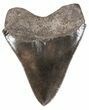 Sharp, Fossil Megalodon Tooth - Georgia #52796-2